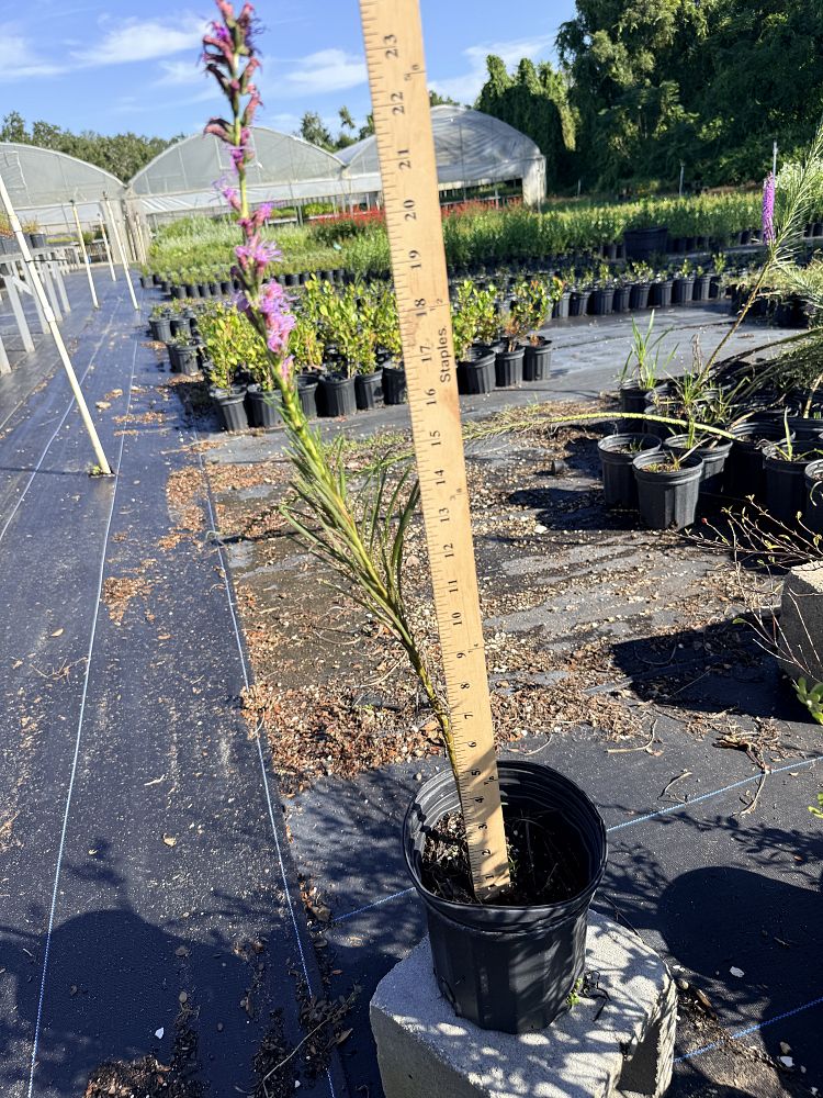 liatris-spicata-gayfeather-blazing-star