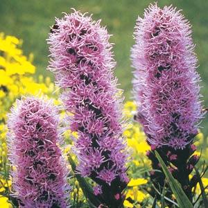 liatris-spicata-kobold-gayfeather-blazing-star