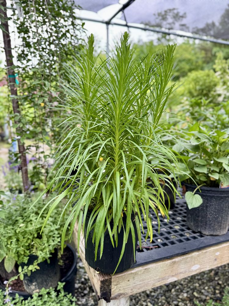 liatris-spicata-kobold-gayfeather-blazing-star