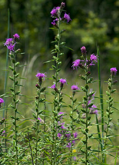 liatris-squarrosa