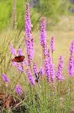 liatris-tenuifolia-laevigata
