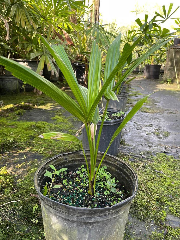 licuala-aurantiaca