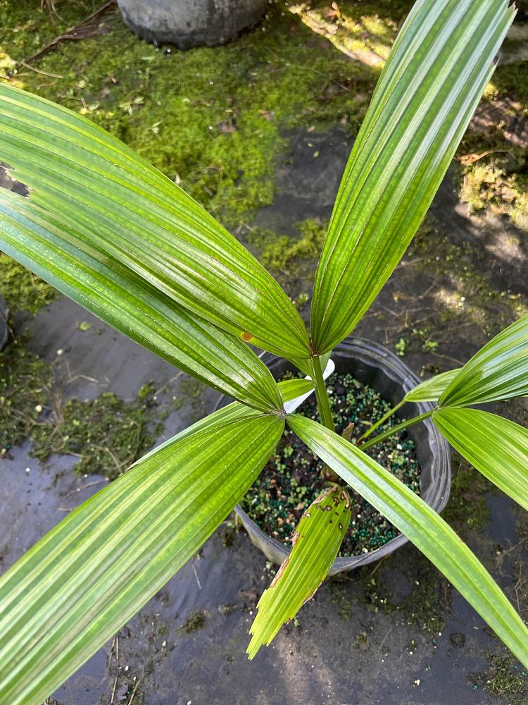 licuala-aurantiaca