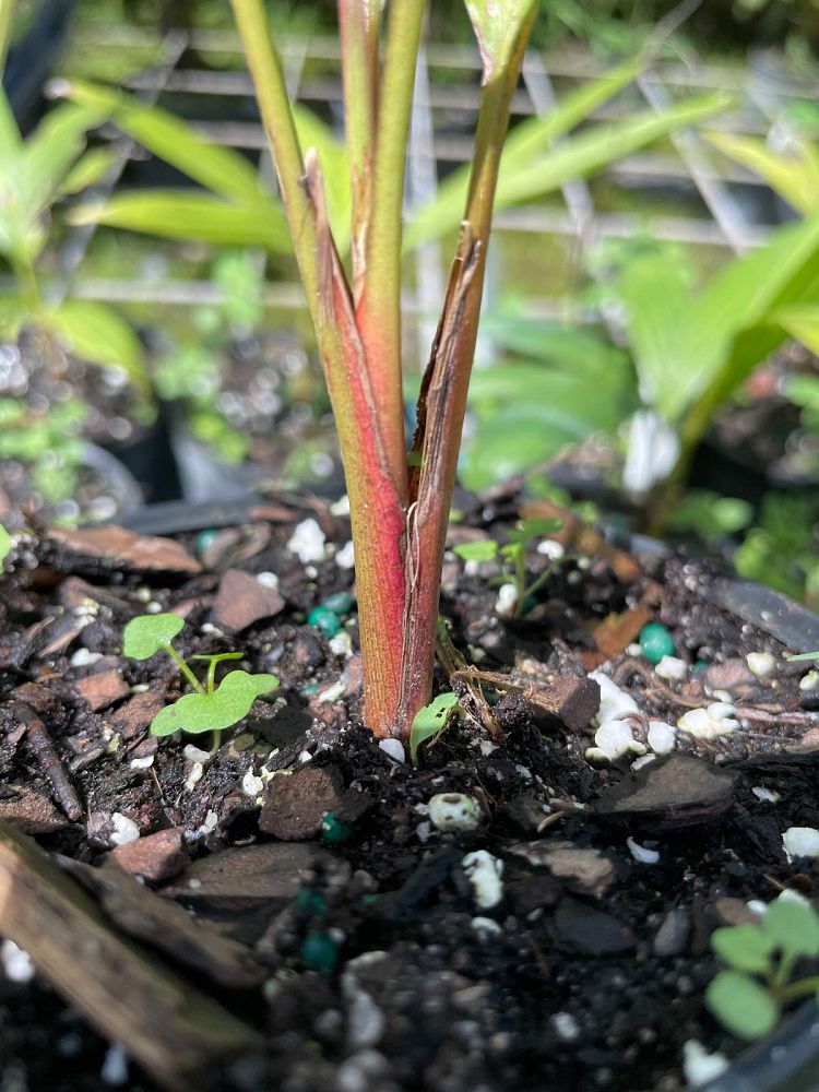 licuala-aurantiaca