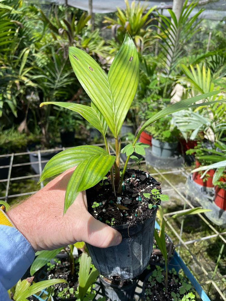 licuala-aurantiaca