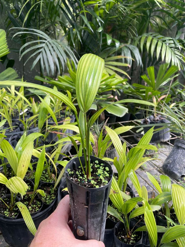 licuala-aurantiaca