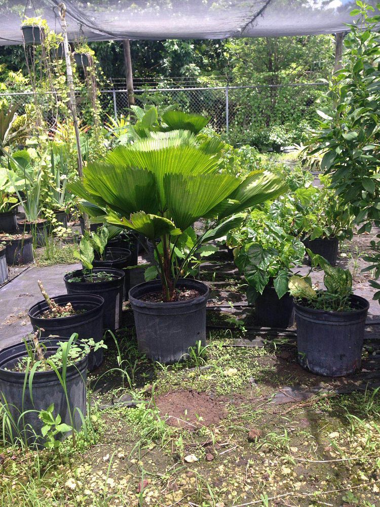 licuala-glabra-licuala-palm