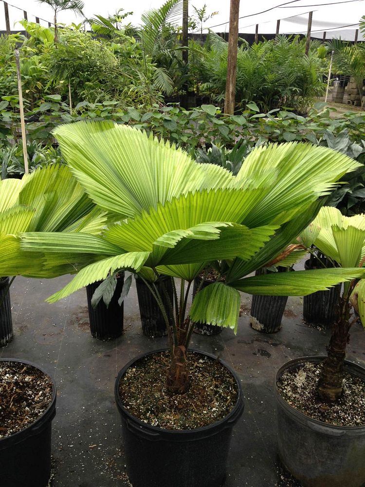 licuala-grandis-licuala-grandis-palm-vanuatu-fan-palm
