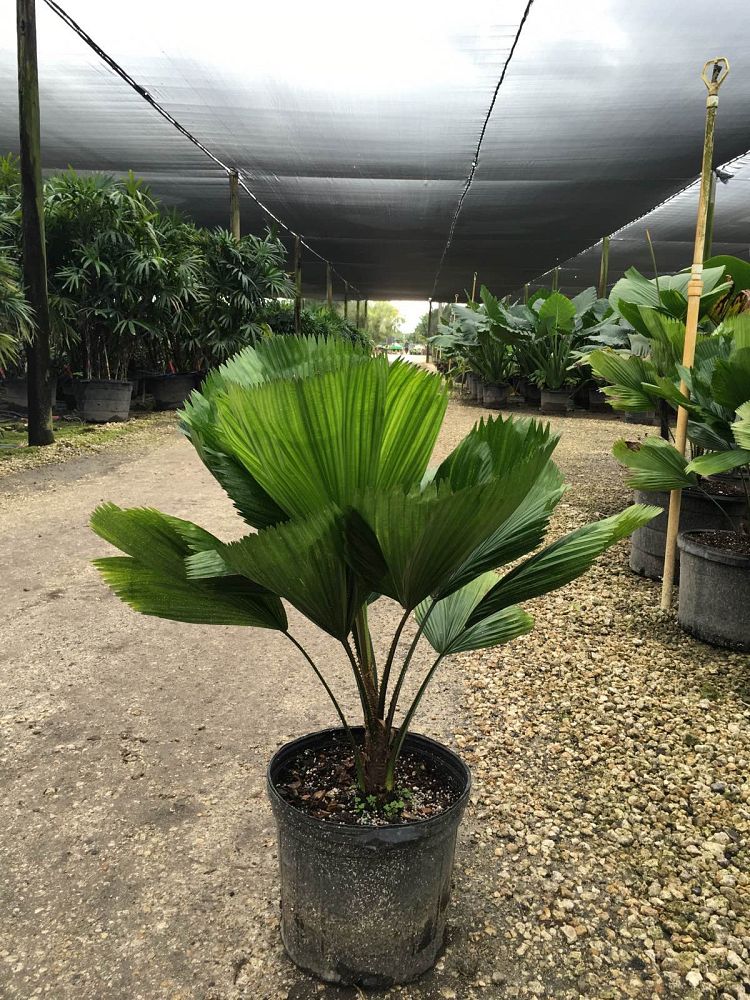 licuala-grandis-licuala-grandis-palm-vanuatu-fan-palm