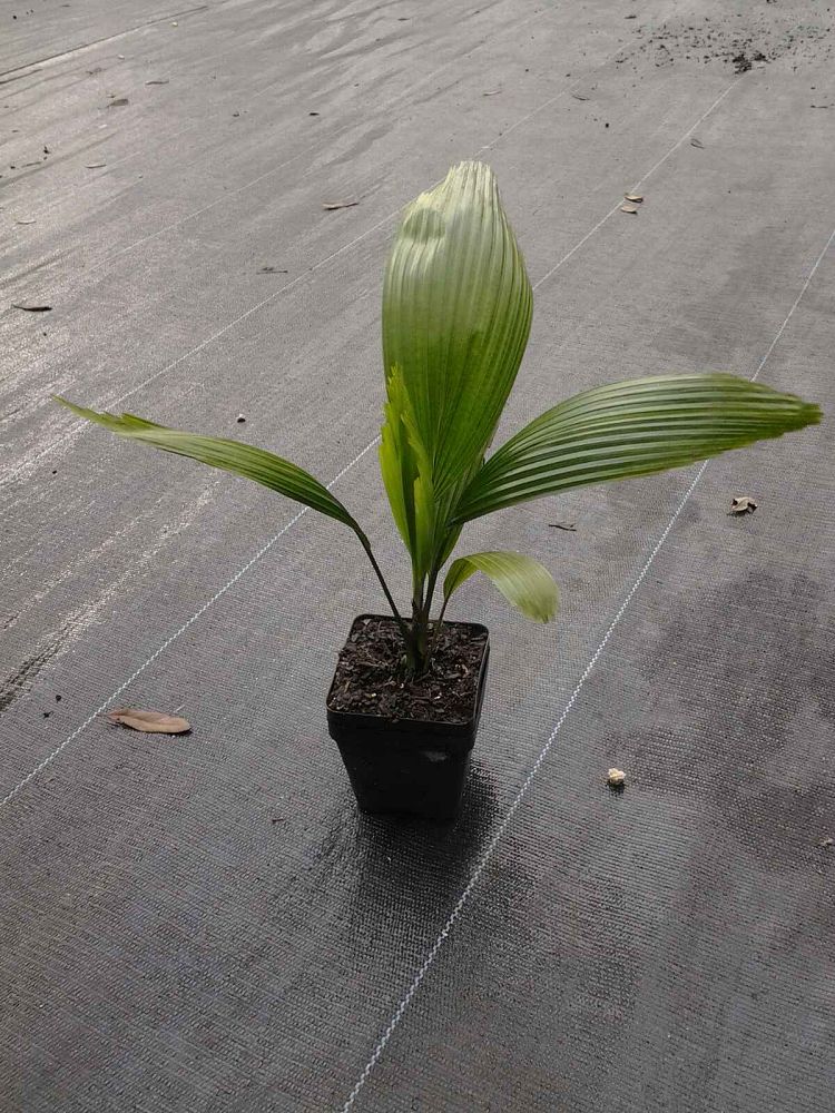 licuala-grandis-licuala-grandis-palm-vanuatu-fan-palm