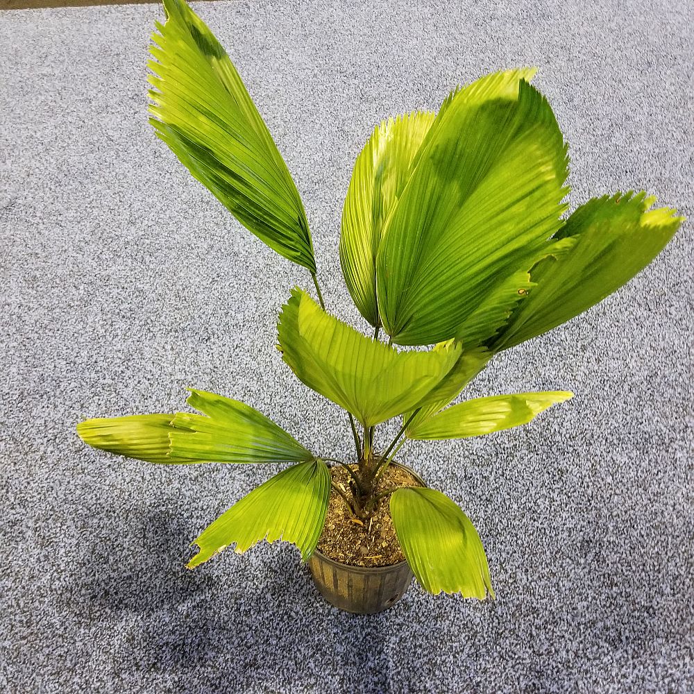 licuala-grandis-licuala-grandis-palm-vanuatu-fan-palm