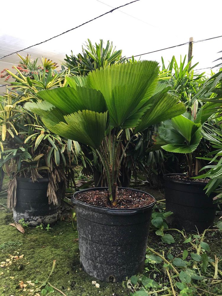 licuala-grandis-licuala-grandis-palm-vanuatu-fan-palm