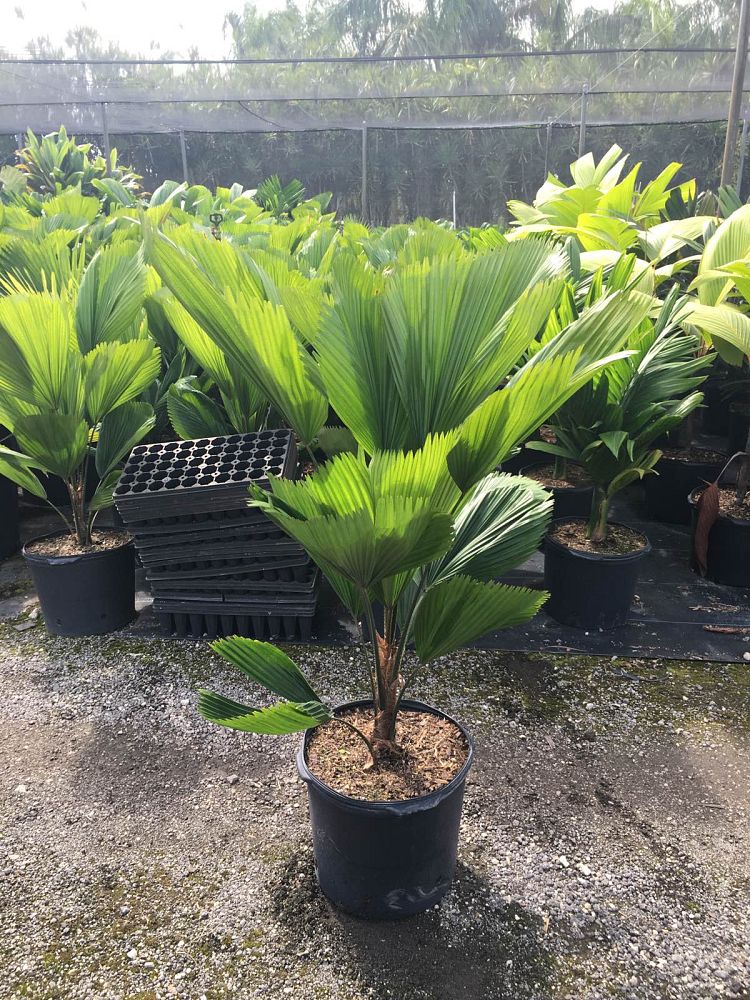 licuala-grandis-licuala-grandis-palm-vanuatu-fan-palm