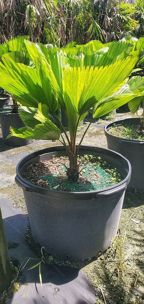 licuala-grandis-licuala-grandis-palm-vanuatu-fan-palm