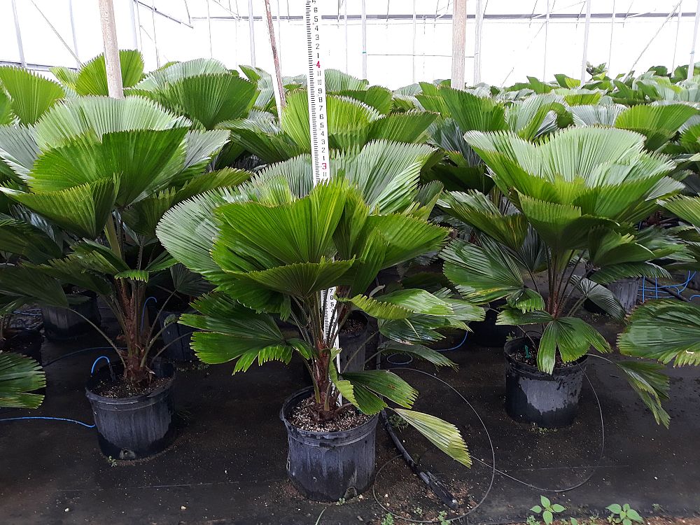licuala-grandis-licuala-grandis-palm-vanuatu-fan-palm
