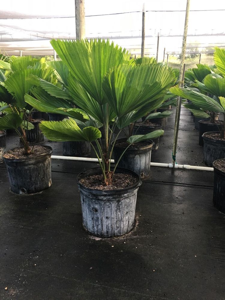 licuala-grandis-licuala-grandis-palm-vanuatu-fan-palm