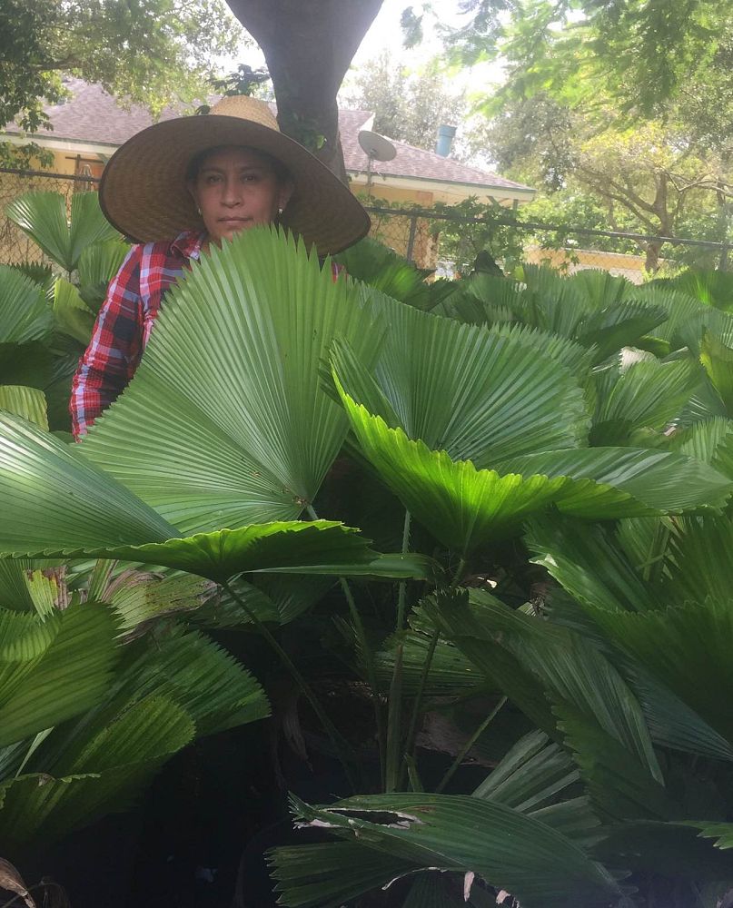licuala-grandis-licuala-grandis-palm-vanuatu-fan-palm