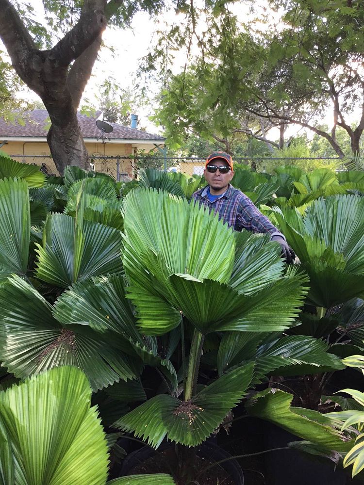 licuala-grandis-licuala-grandis-palm-vanuatu-fan-palm