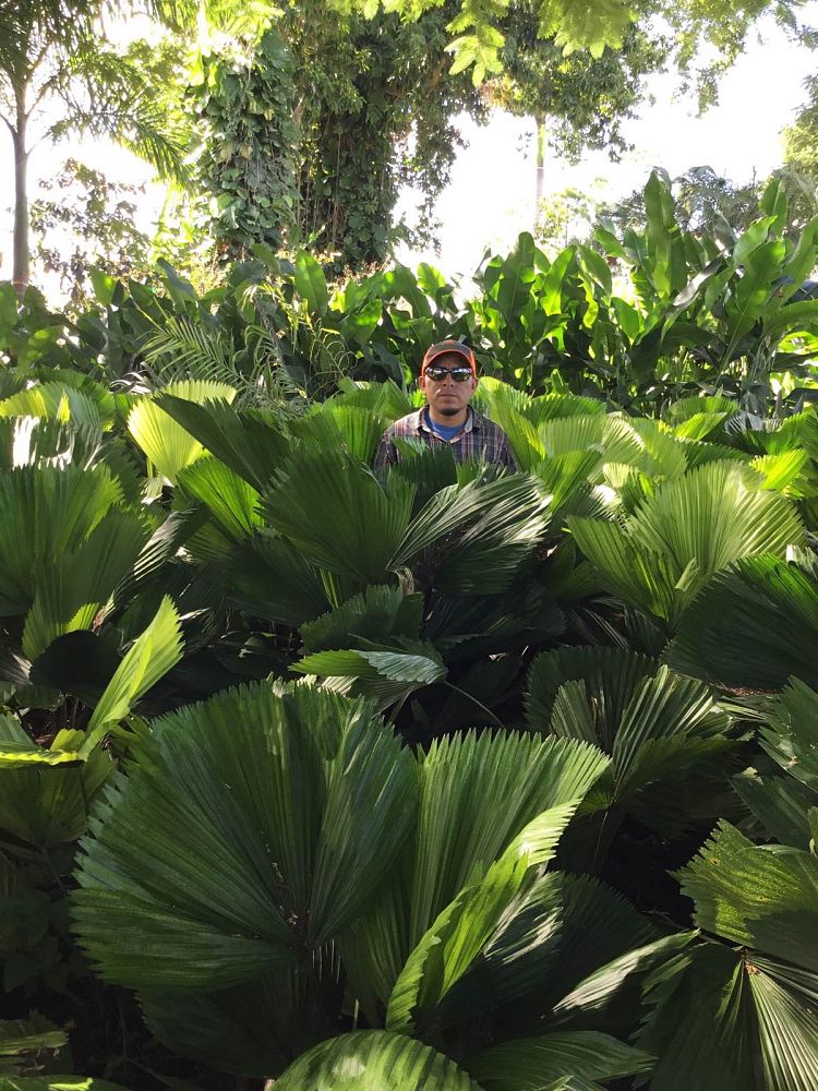 licuala-grandis-licuala-grandis-palm-vanuatu-fan-palm
