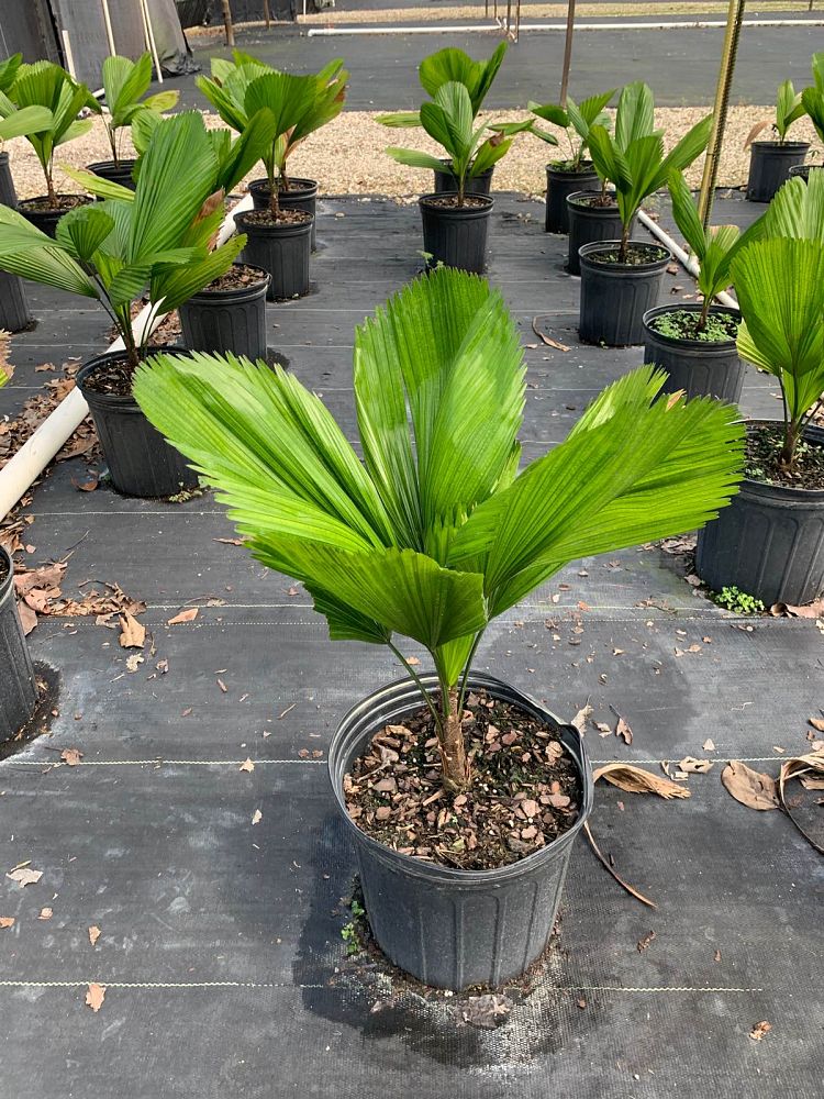 licuala-grandis-licuala-grandis-palm-vanuatu-fan-palm