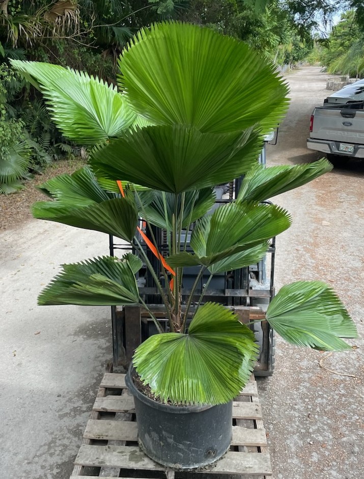 licuala-grandis-licuala-grandis-palm-vanuatu-fan-palm