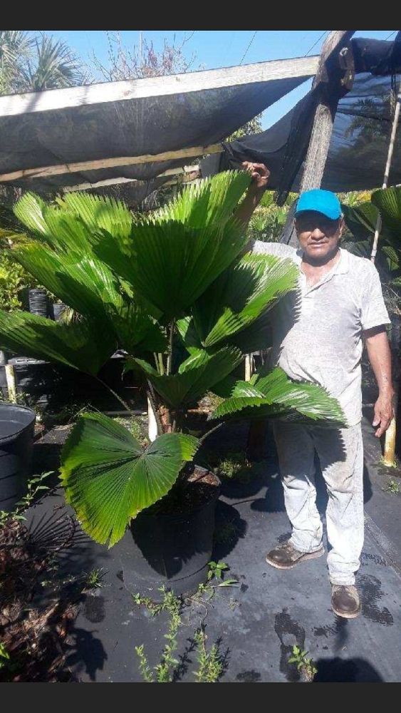 licuala-grandis-licuala-grandis-palm-vanuatu-fan-palm