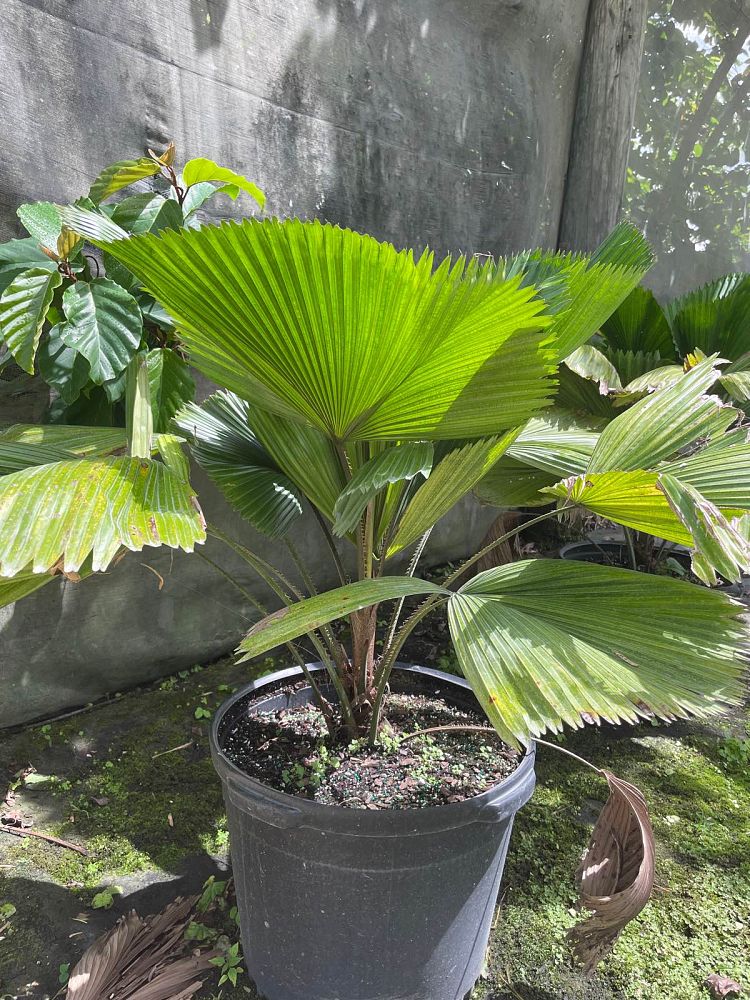 licuala-grandis-licuala-grandis-palm-vanuatu-fan-palm