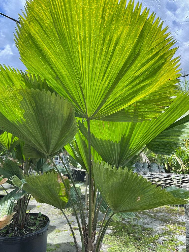 licuala-grandis-licuala-grandis-palm-vanuatu-fan-palm