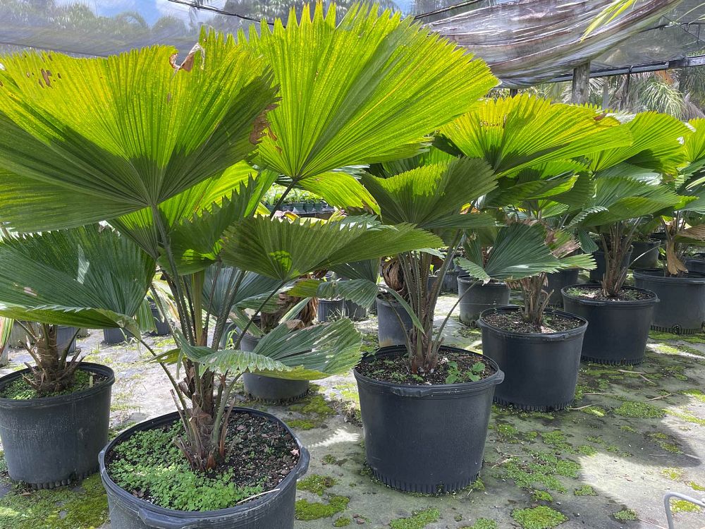 licuala-grandis-licuala-grandis-palm-vanuatu-fan-palm