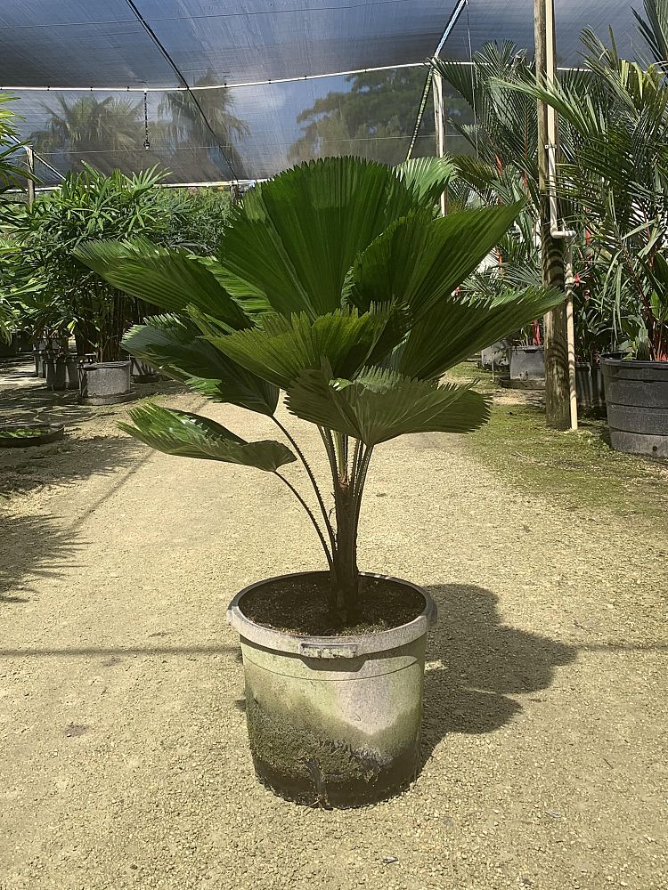 licuala-grandis-licuala-grandis-palm-vanuatu-fan-palm