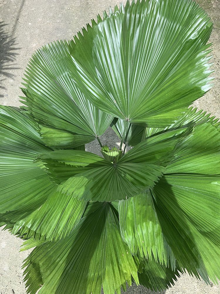 licuala-grandis-licuala-grandis-palm-vanuatu-fan-palm