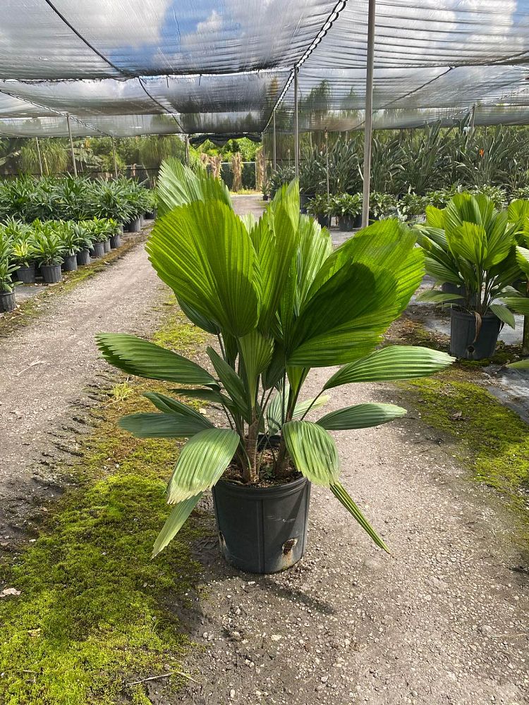 licuala-grandis-licuala-grandis-palm-vanuatu-fan-palm