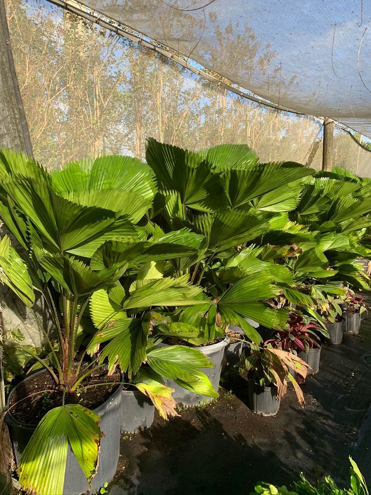 licuala-grandis-licuala-grandis-palm-vanuatu-fan-palm