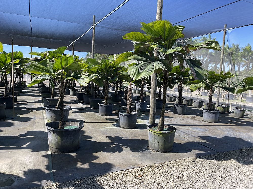 licuala-grandis-licuala-grandis-palm-vanuatu-fan-palm