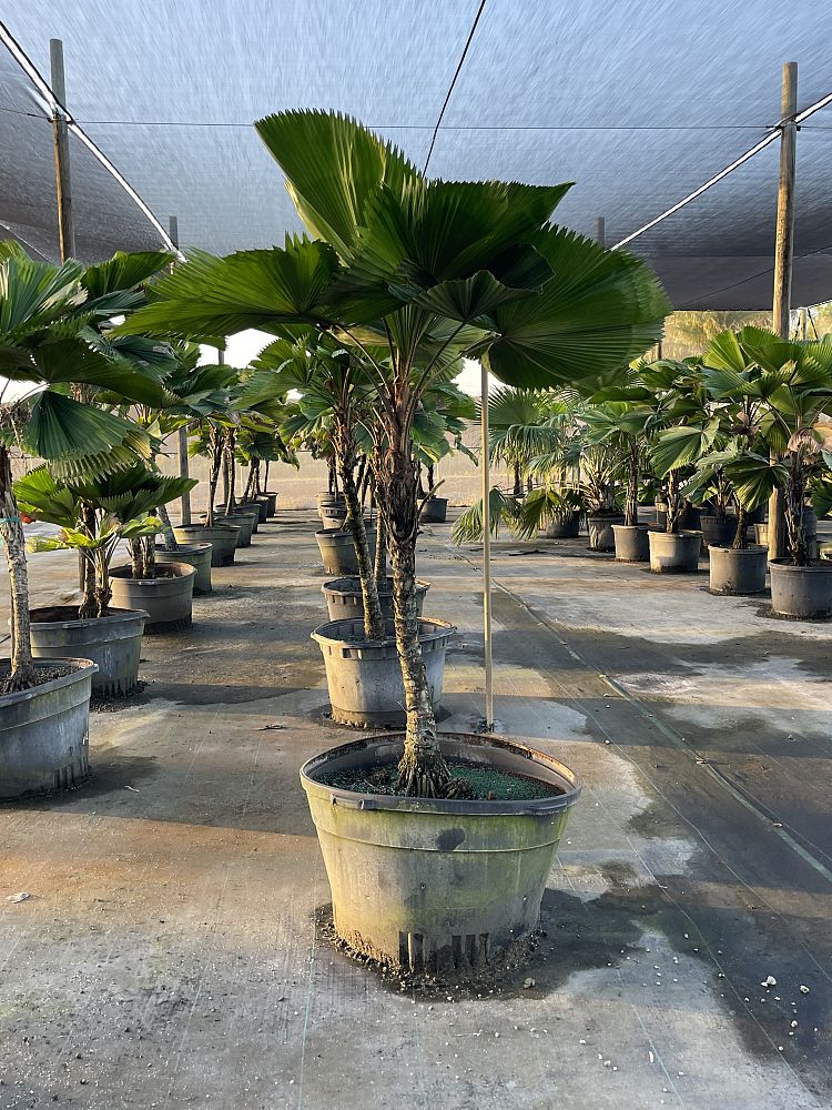 licuala-grandis-licuala-grandis-palm-vanuatu-fan-palm