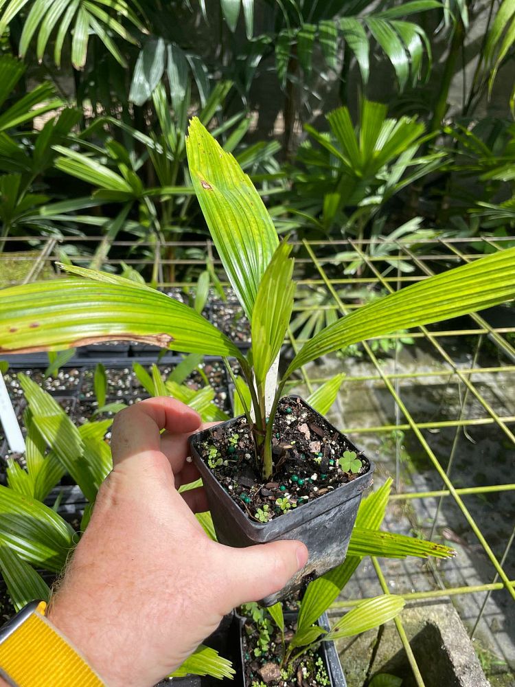 licuala-grandis-licuala-grandis-palm-vanuatu-fan-palm