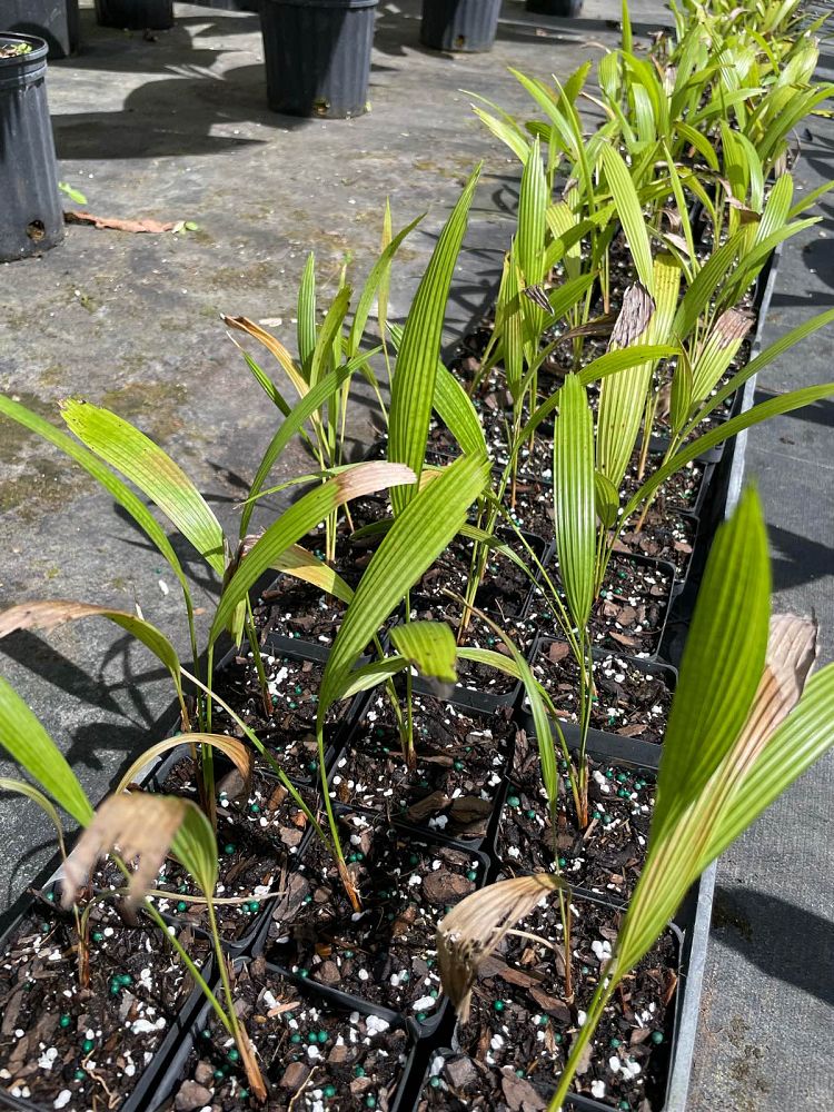 licuala-grandis-licuala-grandis-palm-vanuatu-fan-palm