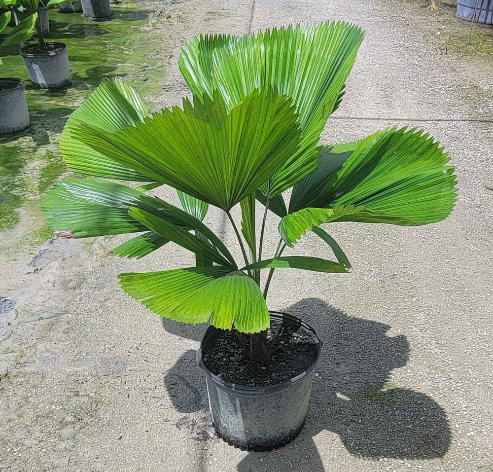 licuala-grandis-licuala-grandis-palm-vanuatu-fan-palm