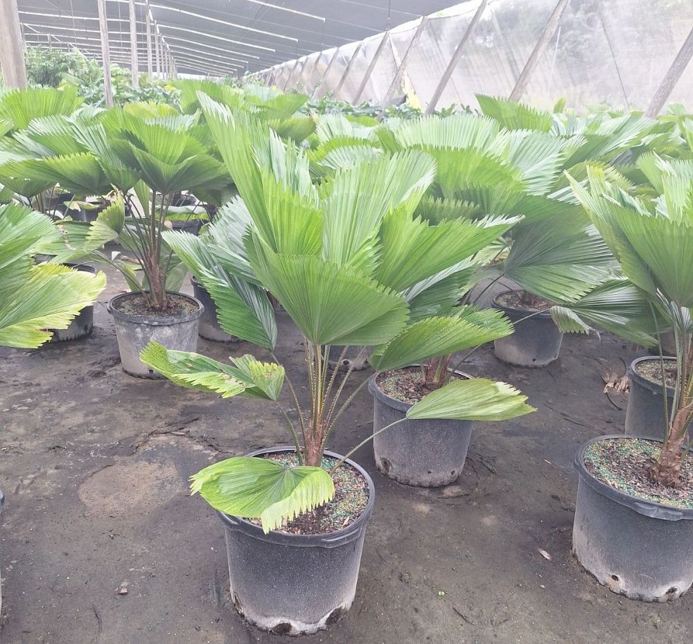 licuala-grandis-licuala-grandis-palm-vanuatu-fan-palm