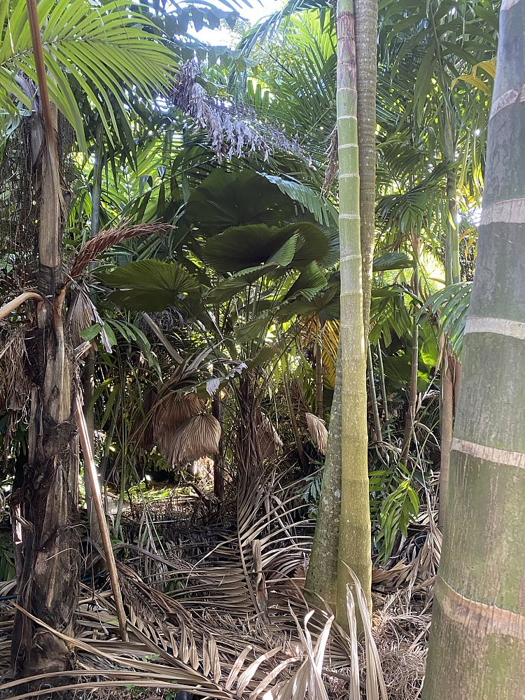 licuala-grandis-licuala-grandis-palm-vanuatu-fan-palm