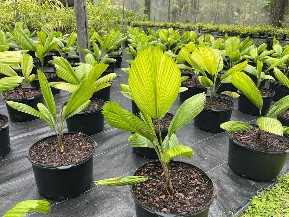 licuala-grandis-licuala-grandis-palm-vanuatu-fan-palm