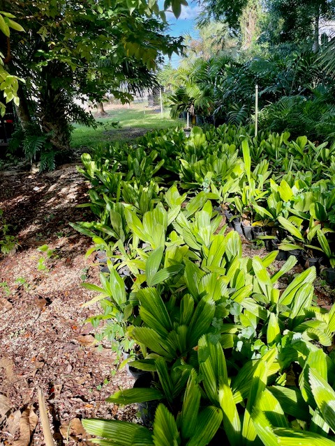 licuala-grandis-licuala-grandis-palm-vanuatu-fan-palm