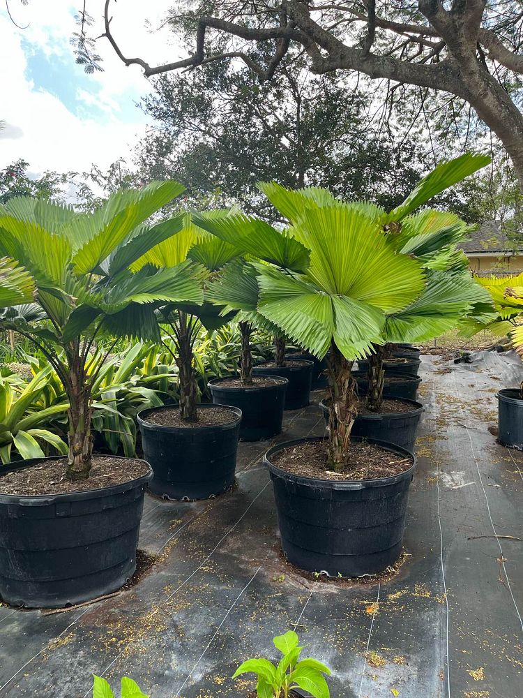 licuala-grandis-licuala-grandis-palm-vanuatu-fan-palm