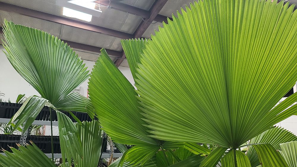 licuala-grandis-licuala-grandis-palm-vanuatu-fan-palm