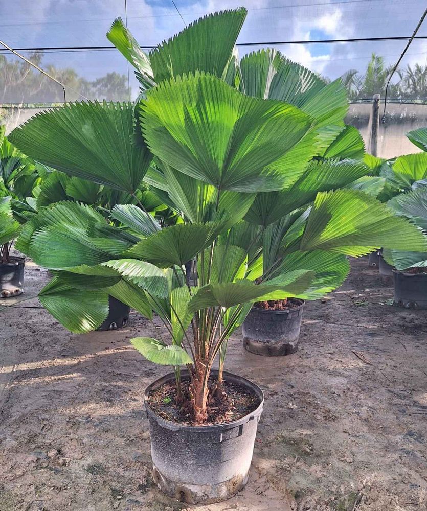 licuala-grandis-licuala-grandis-palm-vanuatu-fan-palm