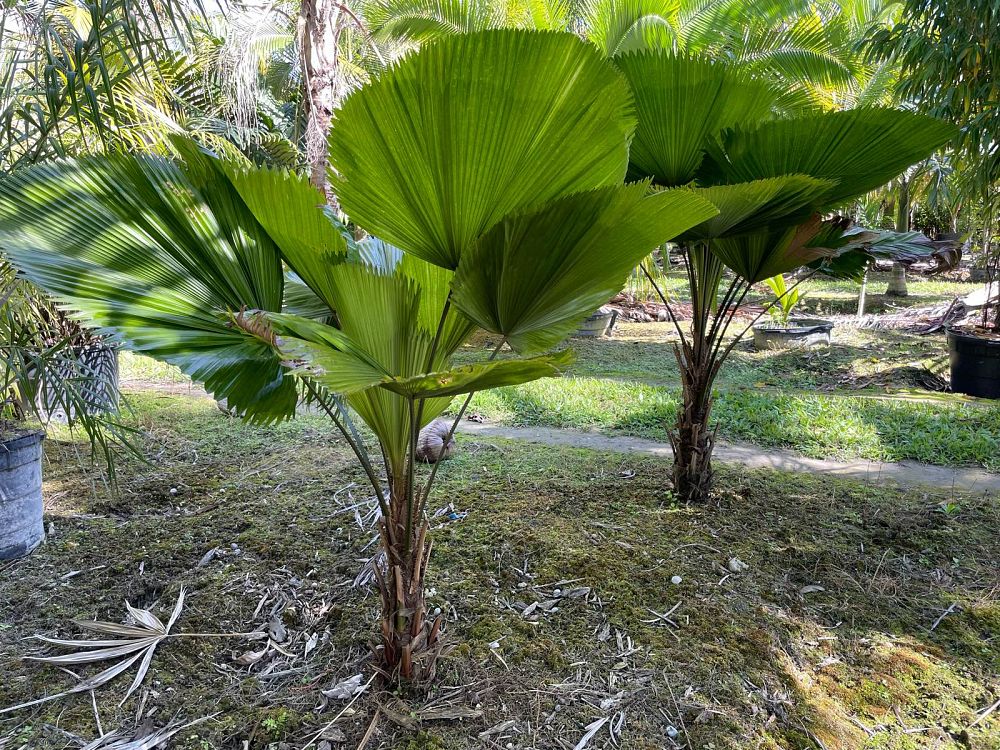 licuala-grandis-licuala-grandis-palm-vanuatu-fan-palm
