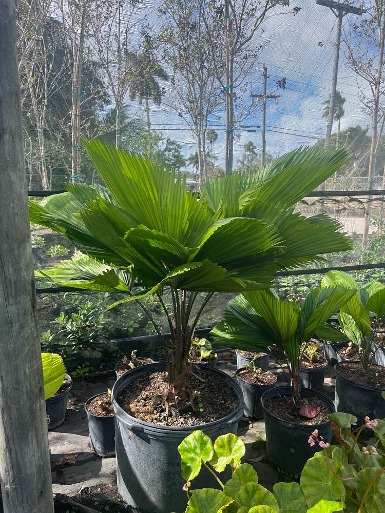 licuala-grandis-licuala-grandis-palm-vanuatu-fan-palm