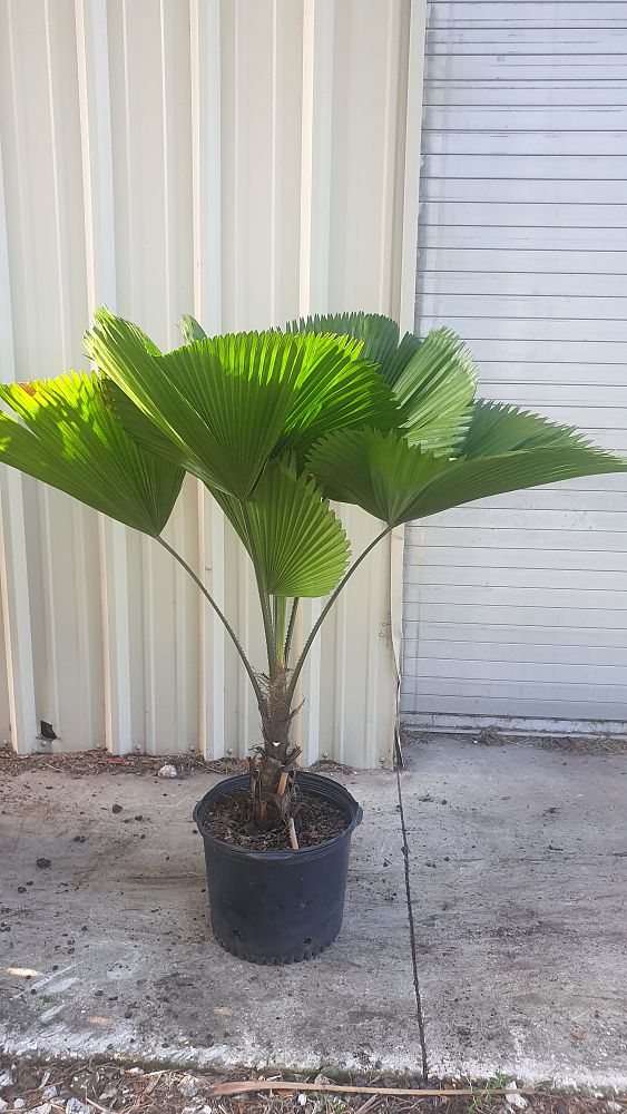 licuala-grandis-licuala-grandis-palm-vanuatu-fan-palm