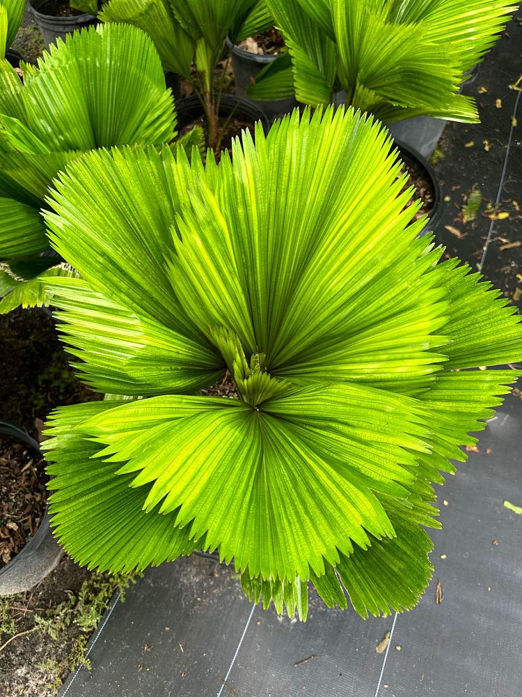 licuala-grandis-licuala-grandis-palm-vanuatu-fan-palm