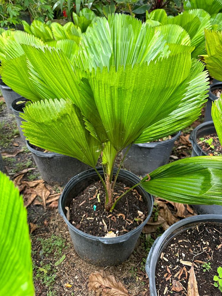 licuala-grandis-licuala-grandis-palm-vanuatu-fan-palm